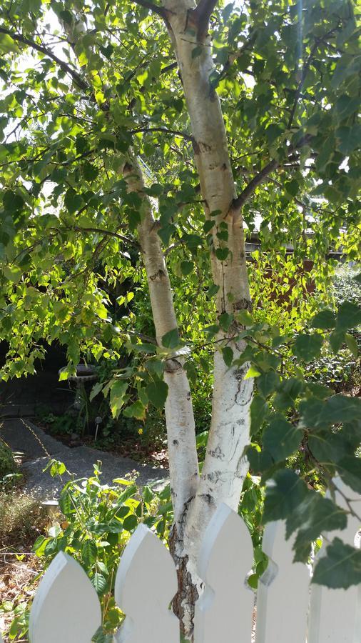 Birch Lane Bed and Breakfast Cradoc Exteriör bild